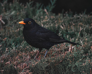 Mirlo negro en un arbusto