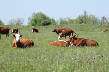 cows in the field