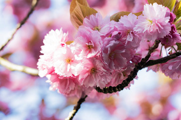 Krefeld - Close-Up to cherry blossom at springtime / Germany