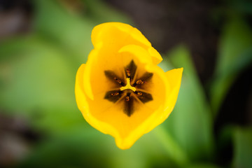 Shallow focus of the pollen stamen seen in a wild tulip flower during the spring growing season.