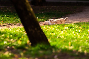A cat walks through a bright clearing and basks in the sun