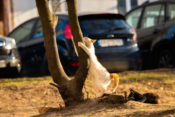 Cat stretches on a tree, meme funny photo animal
