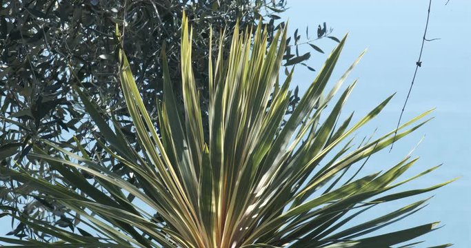 Dracaena plant and olive branches move in the wind. Mediterranean spring garden with the Ligurian sea in the background.
