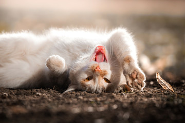Naklejka na ściany i meble Funny meme photo of a cat who yawns and stretches at the same time