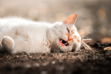 Funny meme photo of a cat who yawns and stretches at the same time