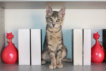 ritratto di un bel gatto che sta a casa nella libreria tra due gattini rossi finti