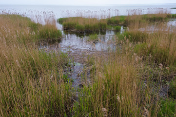 Reflection of shrubs in the water, marshland. Overgrown banks of water bodies.