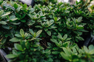 garden plants in boxes ready for summer season and sale
