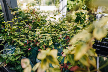 garden plants in boxes ready for summer season and sale