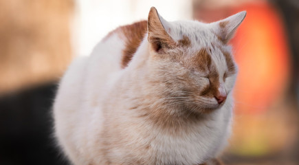 Peace cat on a red bright soft background