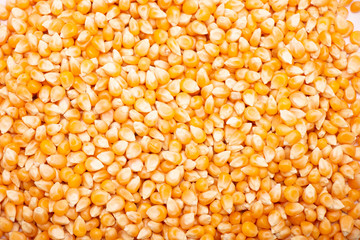 close up of corn grains