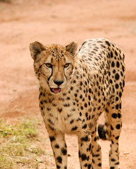 Closeup of a curious looking African cheetah (Acinonyx jubatus) standing in the bushveld during the day.