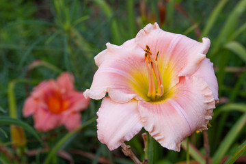 Pink Daylilies