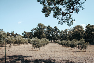 Fototapeta na wymiar Australian farm with green trees