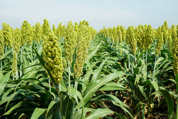 Selective soft focus of Sorghum field in sun light