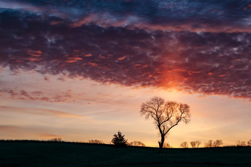 A sun pillar behind the silhouette of a tree on a hill at sunrise with dramatic blue and purple clouds.