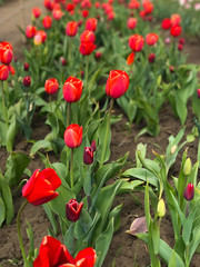 Bright and colorful flowers on the background of spring landscape. Group of colorful tulip. Flower tulip lit by sunlight. Soft selective focus.