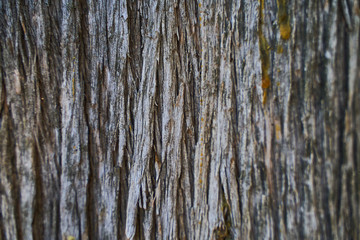 Closeup cypress bark in spring in a park