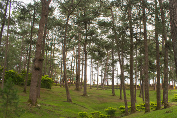 Baguio City is also known as the summer capital of the Philippines. Concrete bench in the middle of Baguio City pine trees.