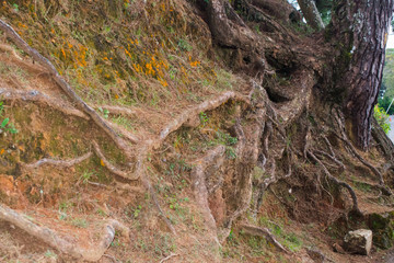 Pine tree root. Long tree roots of pine tree