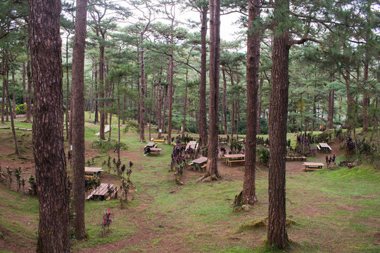 Baguio City is also known as the summer capital of the Philippines. Concrete bench in the middle of Baguio City pine trees.