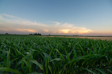 rural Illinois sunset.