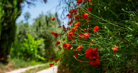 Beautiful red poppies in the sun light. France, Provence. Flower poppy flowering on background poppies flowers. Nature.