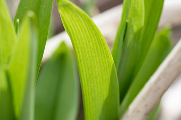 Daylily Leaves Illuminated in Springtime