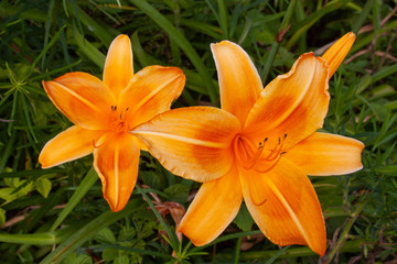 orange daylily pair