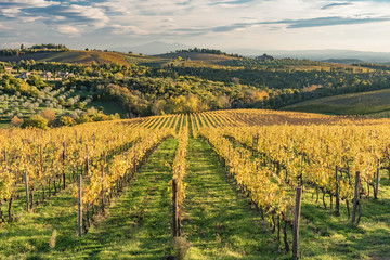 Fototapeta na wymiar dream landscape in Tuscany in the hills of Siena