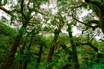 Fototapeta premium Moss fern covered the forest trees during the rainy season at New Zealand's southern island.
