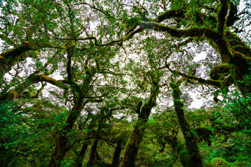 Moss fern covered the forest trees during the rainy season at New Zealand's southern island.