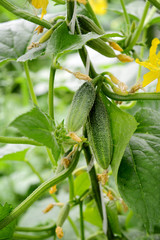 Fresh cucumber on a branch of a bush in the garden. Closeup. Growing vegetables.