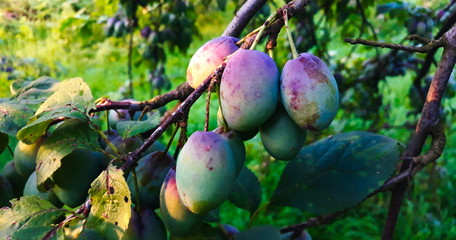 The plum fruit on the branch with the leaves on the tree, just beginning to get blue.
