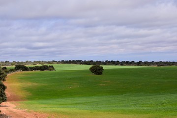 Fototapeta premium a landscape of a green field