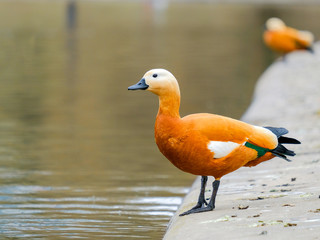 ruddy shelduck stands on the shore of a pond in the city during the day. Bright large bird. Behind the bird on a very blurry background is water and another ruddy shelduck.