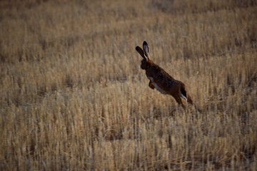 a hare jumping over the field