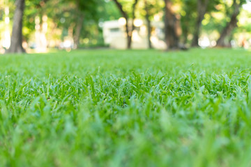 green grass field in the park