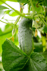 Fresh cucumber on a branch of a bush in the garden. Closeup. Growing vegetables.