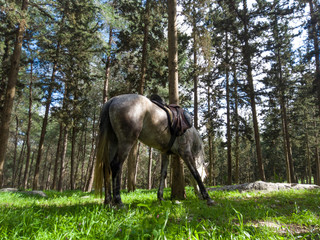 Arabian horse eats grass in the forest.