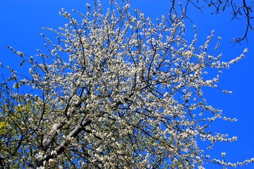 Arbres en fleurs au printemps.