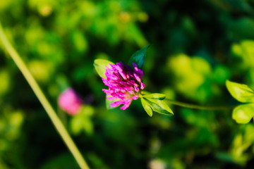 Head of red clover flower, blurred background.