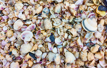 Multitude of sea shells on the beach