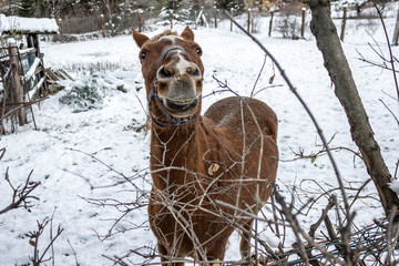 Domestic horse in the snow