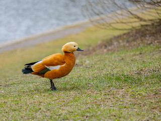 ruddy shelduck stands on the grass on the shore of a pond in the afternoon. Bright large bird. Behind the bird on a very blurry background is water.