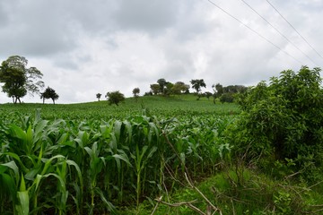 A cornfield in Ethiopia, Africa