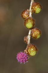 Larch strobilus