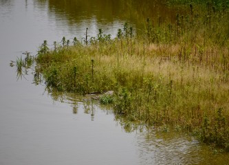 A cocodrile in a lake in Africa