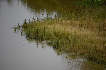 A cocodrile in a lake