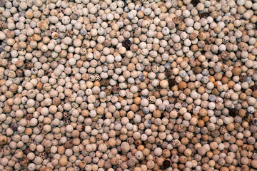 closeup of dry white peppercorns
